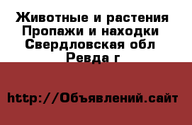 Животные и растения Пропажи и находки. Свердловская обл.,Ревда г.